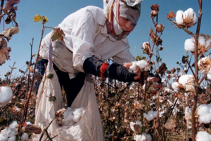 vai-cotton-san-xuat-nhu-the-nao-2